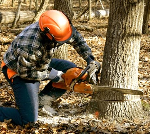 Tree Removal in Shapleigh, ME